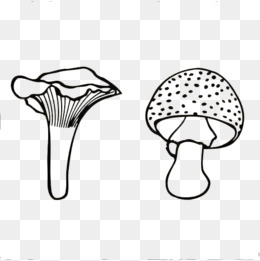 一片木耳手绘