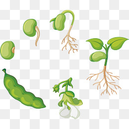 【豌豆苗素材】_豌豆苗图片大全_豌豆苗素材