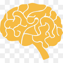 人体的黄色大脑器官