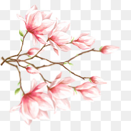 卡通手绘玉兰花图片
