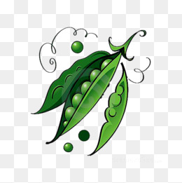 成长中的绿豆绿豆叶