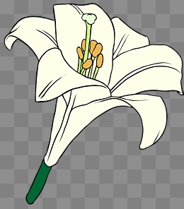 描边卡通矢量百合花