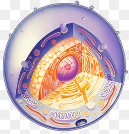 生物细胞立体剖析图