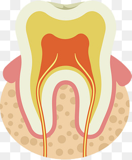 矢量图卡通牙齿结构图