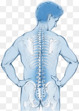 男性的背部脊椎图