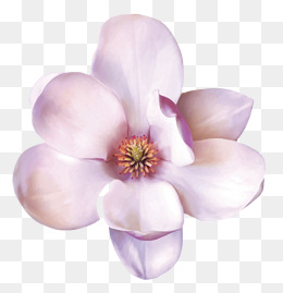 紫白色香味可见花芯的玉兰花瓣实物