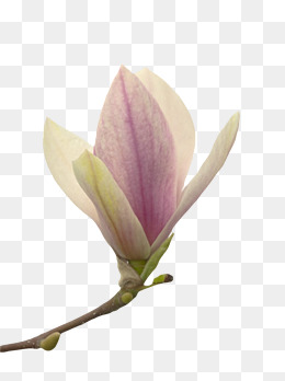 紫色香味花苞玉兰花瓣实物