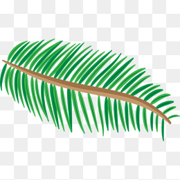 叶子植物手绘简笔画小清新