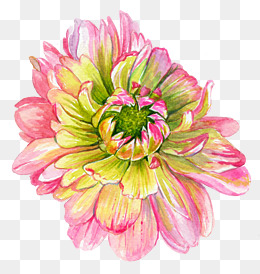 渐变色美丽花朵手绘图