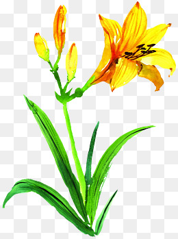 手绘夜来香鲜花png