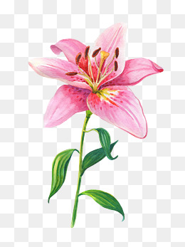 卡通手绘粉色的百合花