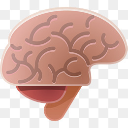 人体的大脑器官背景