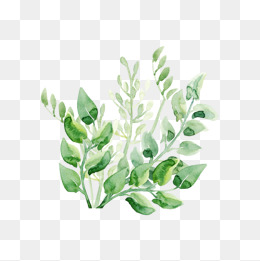 小清新绿色手绘植物