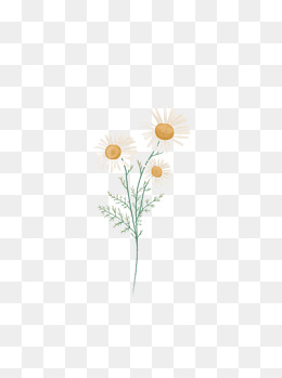 手绘花卉洋甘菊插画植物素材