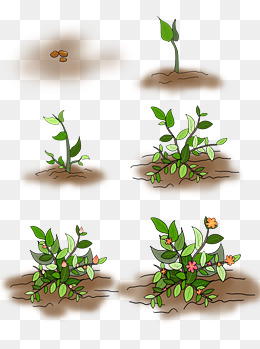 卡通植物生长过程矢量装饰图案
