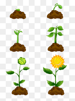 手绘植物生长过程发芽开花向日葵商用