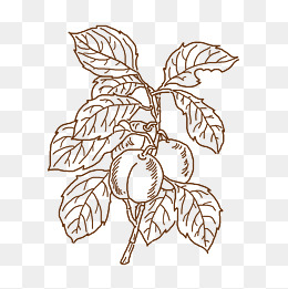 手绘线描李子插画