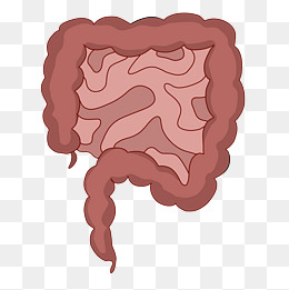 人体器官肠子