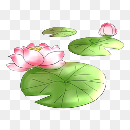 荷花荷叶卡通插画