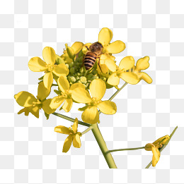 小蜜蜂在油菜花上采蜜