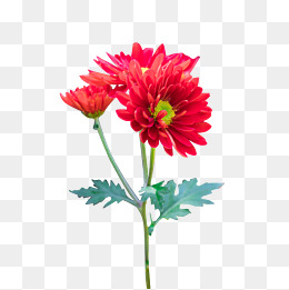 一朵菊花