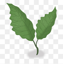 绿色树叶植物两片叶子