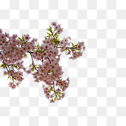 美丽的春天桃花