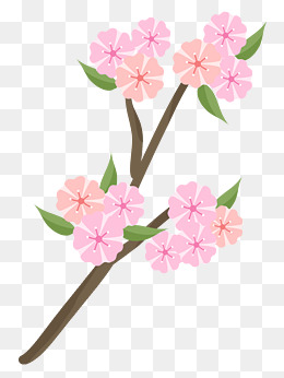 樱花一枝桃花鲜花花朵