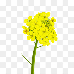 油菜花植物绿色叶子插画图片