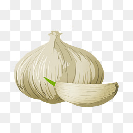 食材白色大蒜插画