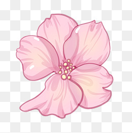 一朵盛开的樱花插画