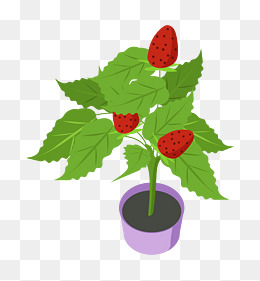 草莓树绿植盆栽插画