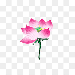 手绘荷花莲子花瓣
