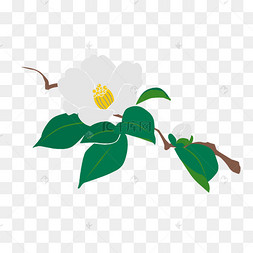 茶籽茶花