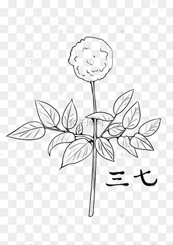 三七手绘线稿图片-三七手绘线稿图片素材免费下载-千库网