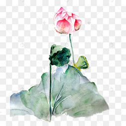 荷花莲花花苞荷叶水墨国画熏染png