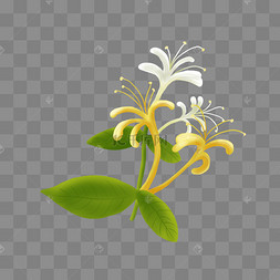 手绘金银花