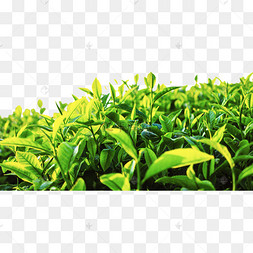 嫩绿的茶叶从