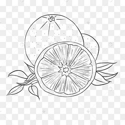 线描水果橘子沙糖桔水果春见粑粑柑水果新鲜水果粑粑柑沃柑蜜桔柑橘