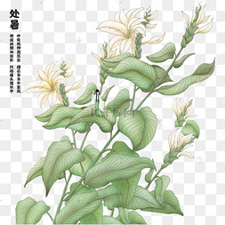 玉簪花卉