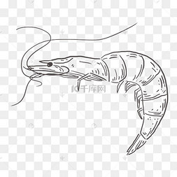 线描食物海鲜虾鲜虾