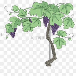 手绘绿色植物葡萄树插画