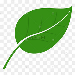 茶树的一生