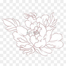 花卉牡丹花