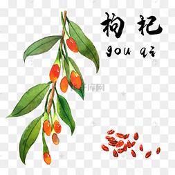 手绘枸杞