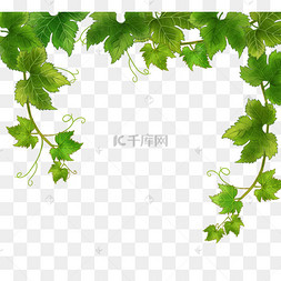 手绘绿色植物藤本植物果篮装紫葡萄青提提子葡萄食物水果紫色葡萄一串