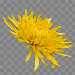 秋天菊花的照片