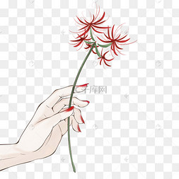 拿彼岸花的手