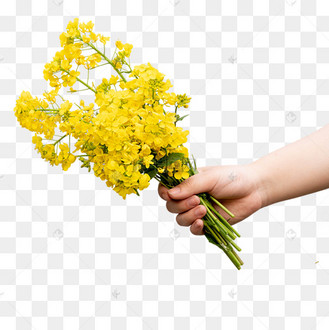 手拿花束油菜花