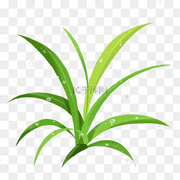 小草上的露珠